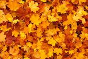 maple-leaves-background.jpg